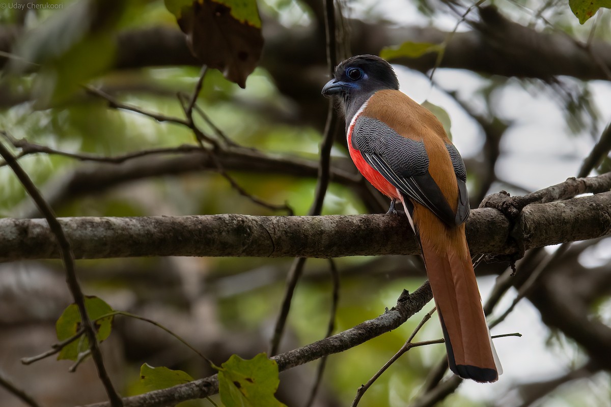 Malabar Trogon - ML544530411