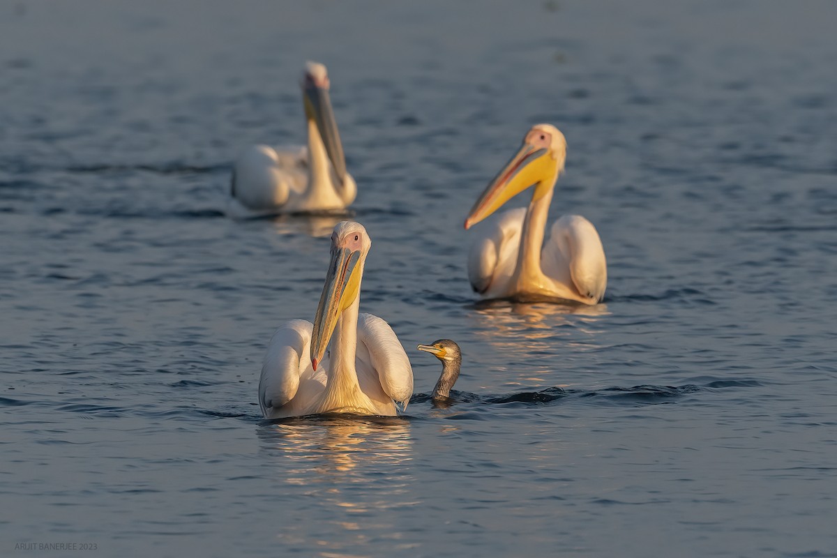 Great White Pelican - Arijit Banerjee