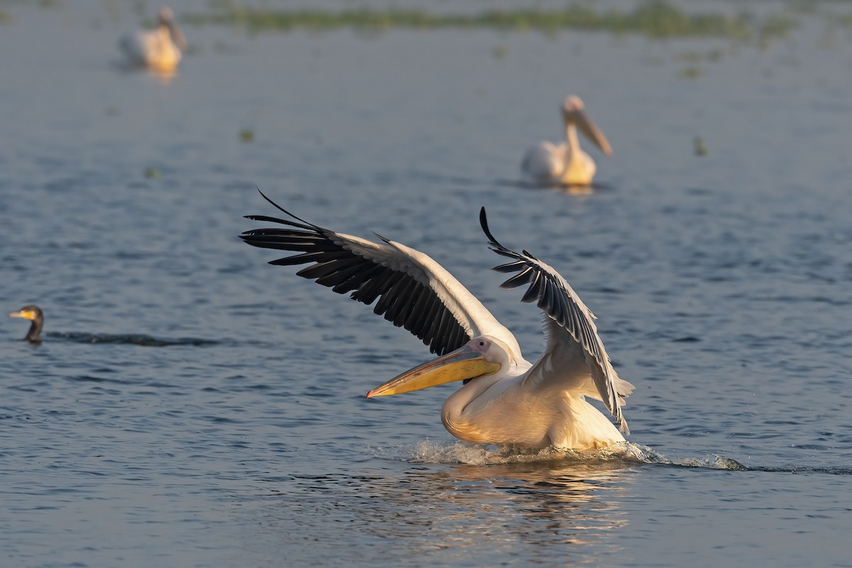 Great White Pelican - ML544530751