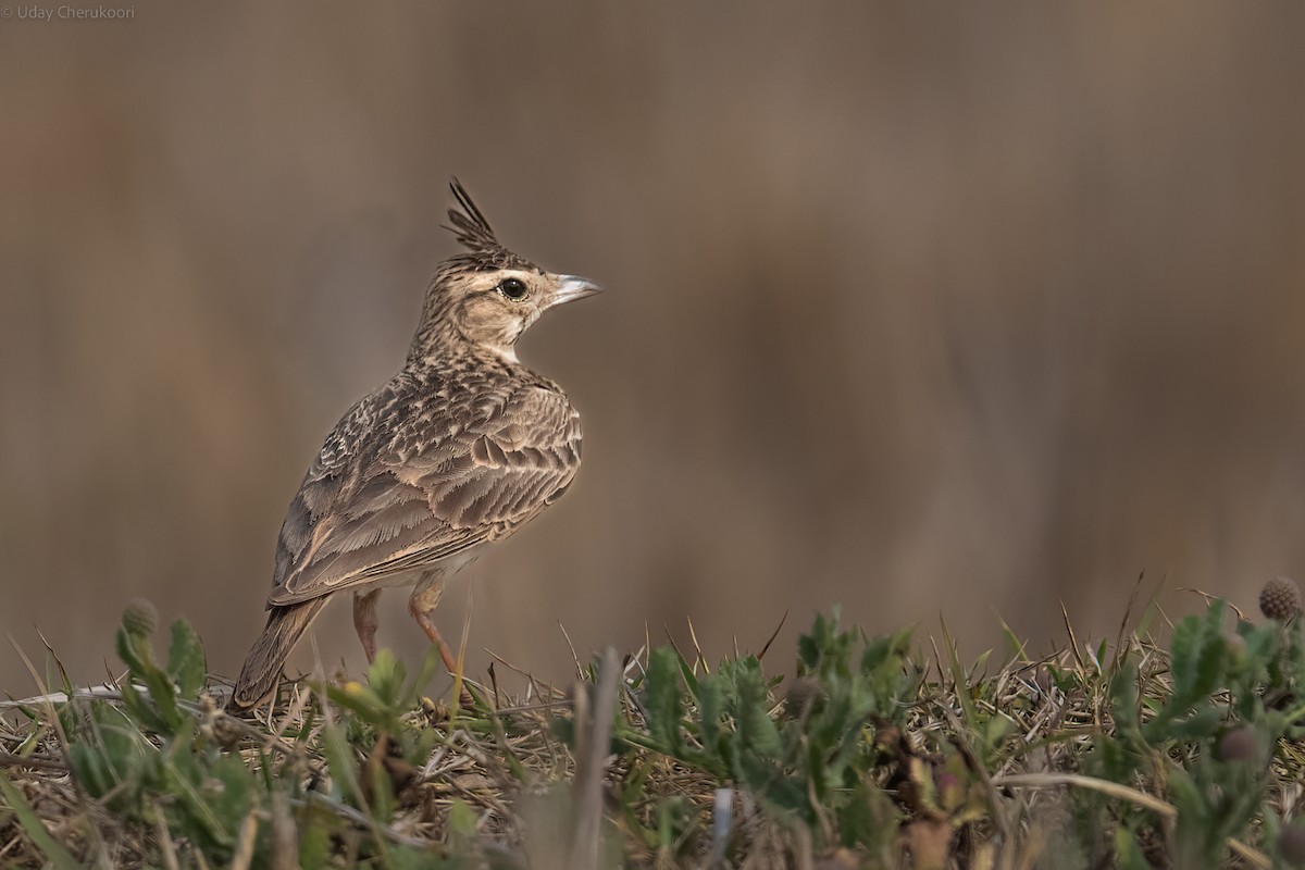 Malabar Lark - ML544530821