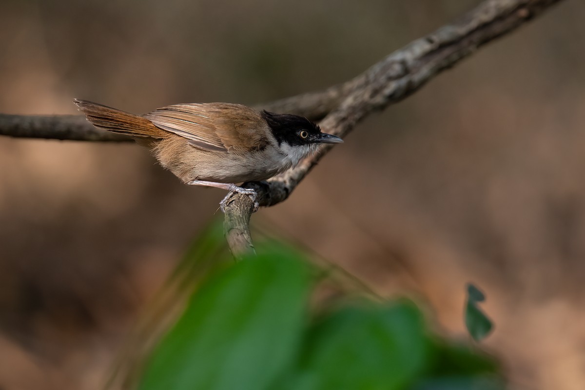 Dark-fronted Babbler - ML544530891