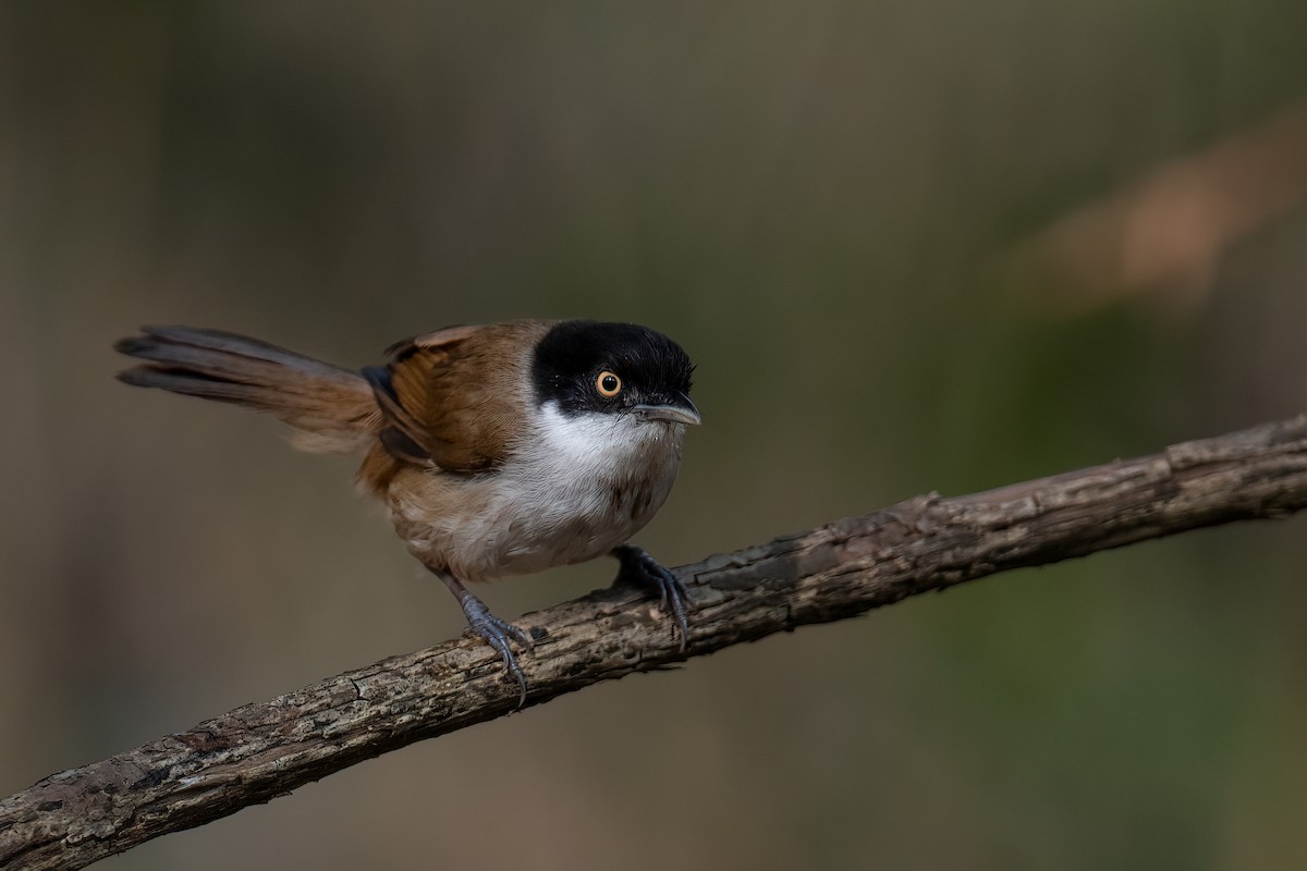 Dark-fronted Babbler - ML544530911