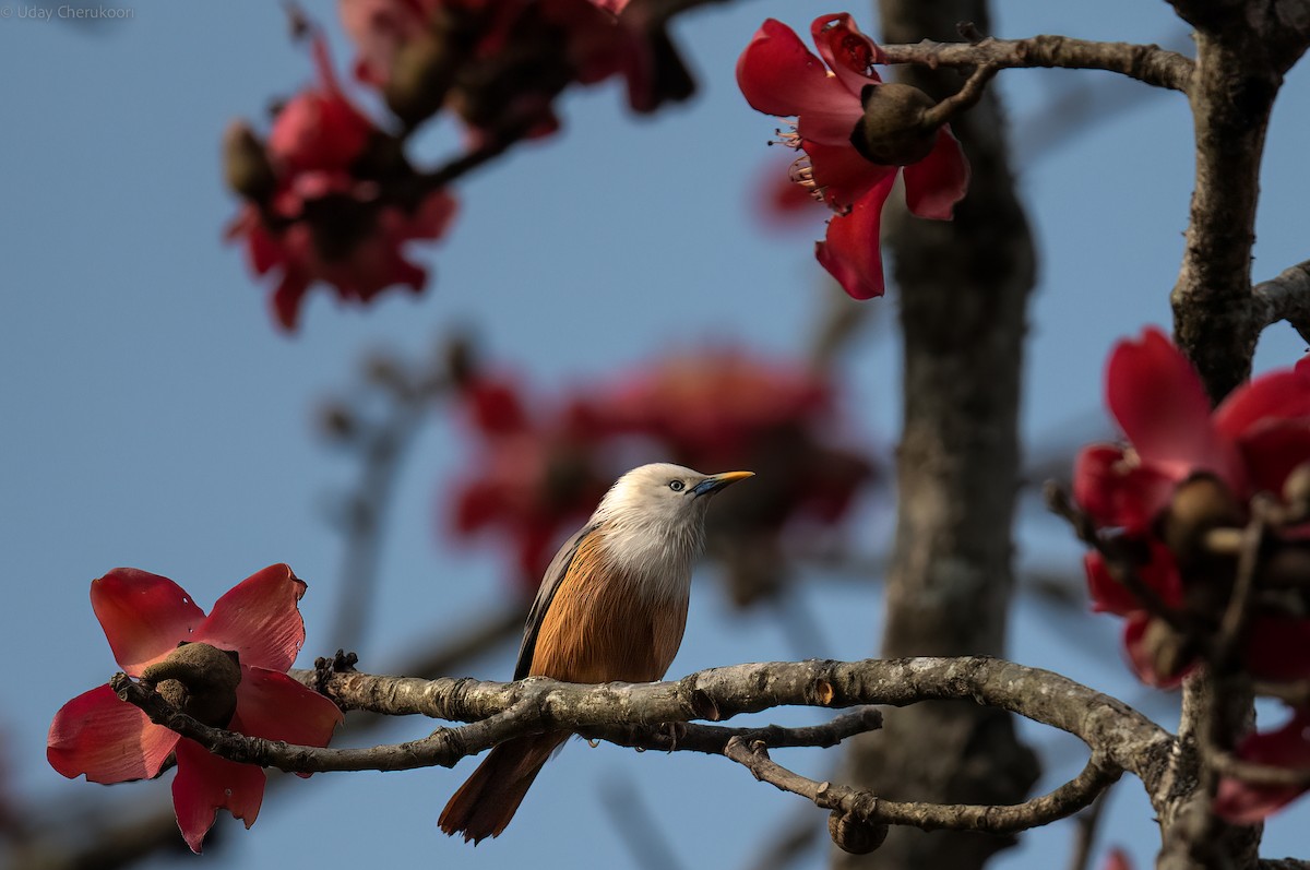 Malabar Starling - ML544530981