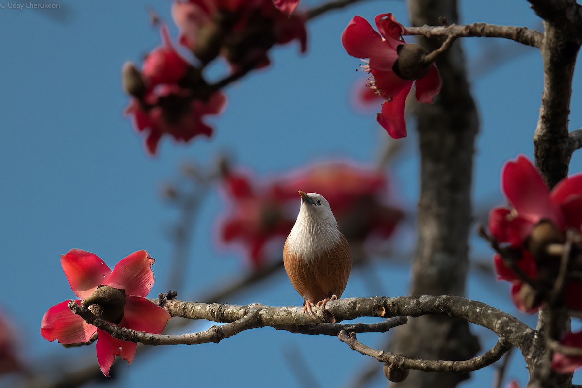 Malabar Starling - ML544531041