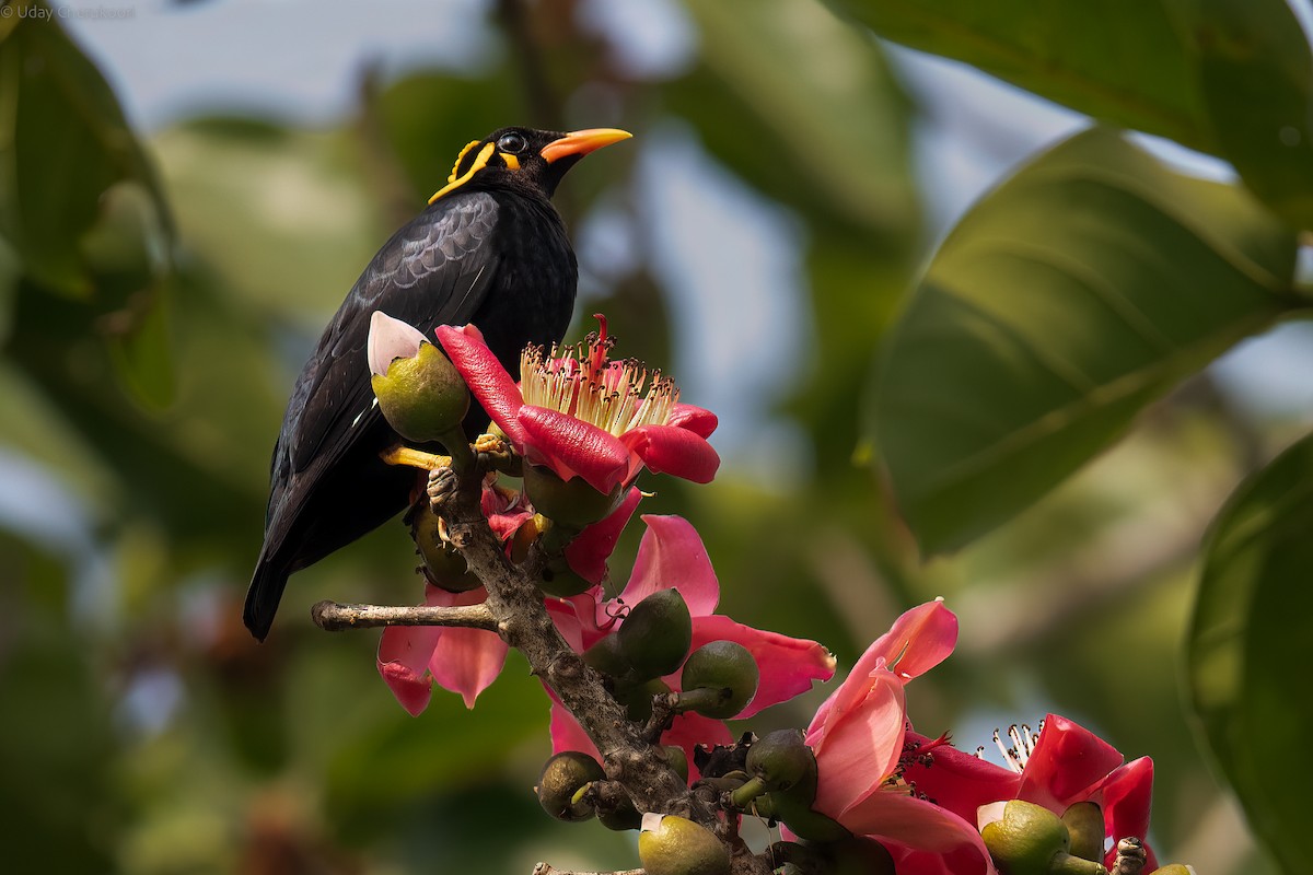 Southern Hill Myna - ML544531141