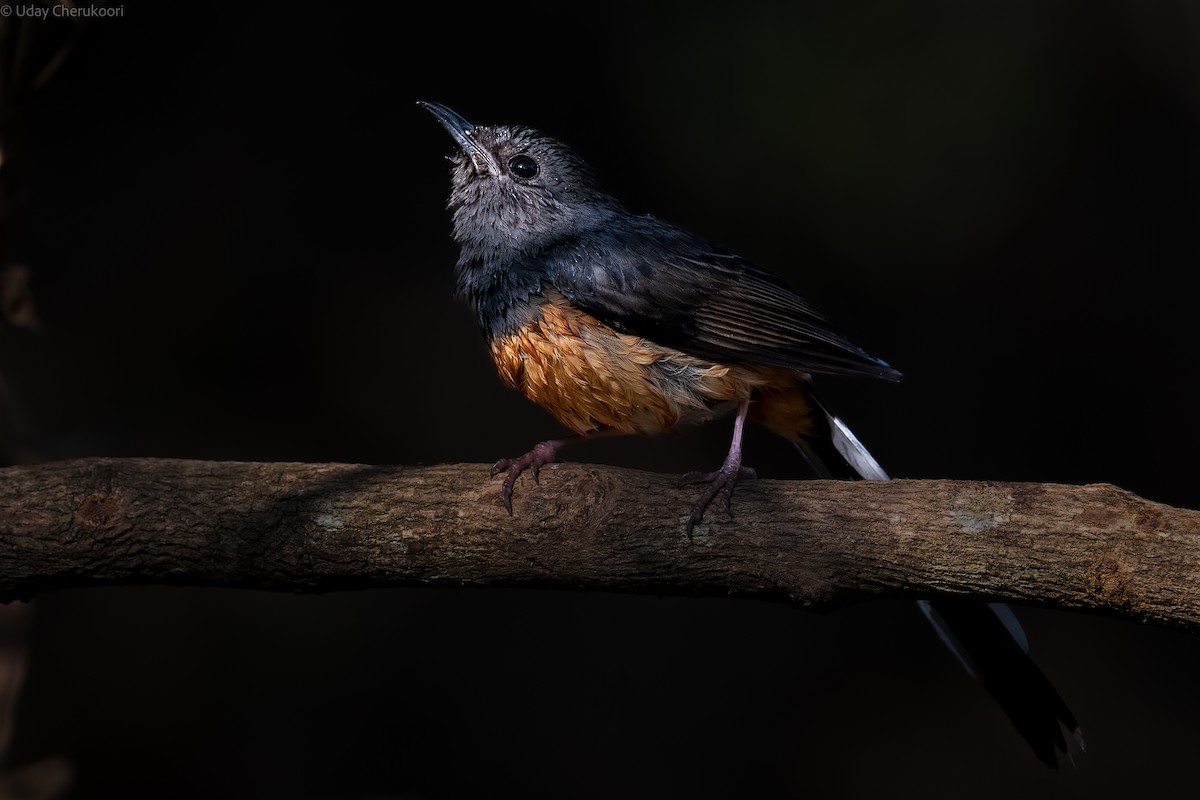 White-rumped Shama - ML544531221