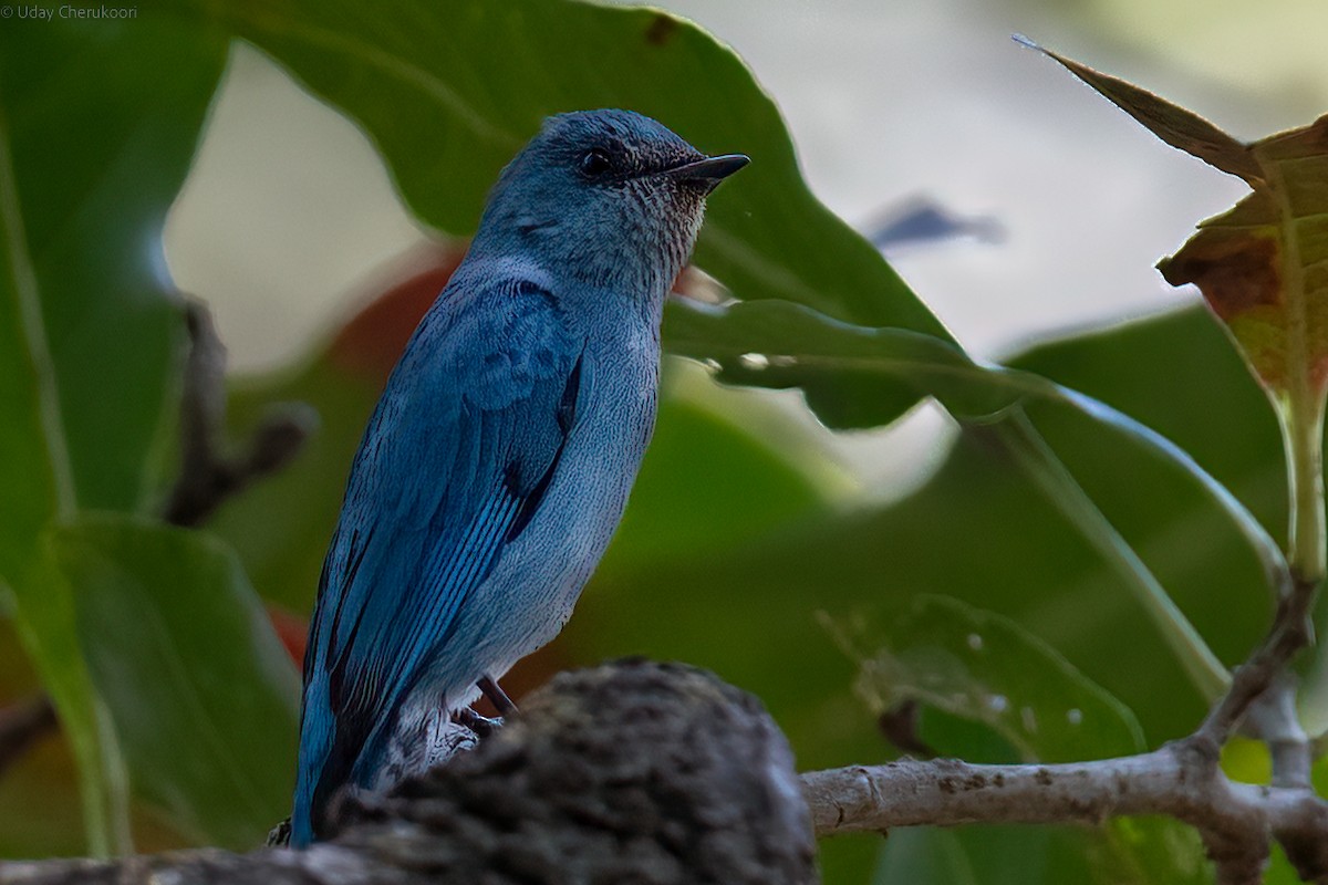 Verditer Flycatcher - ML544531321
