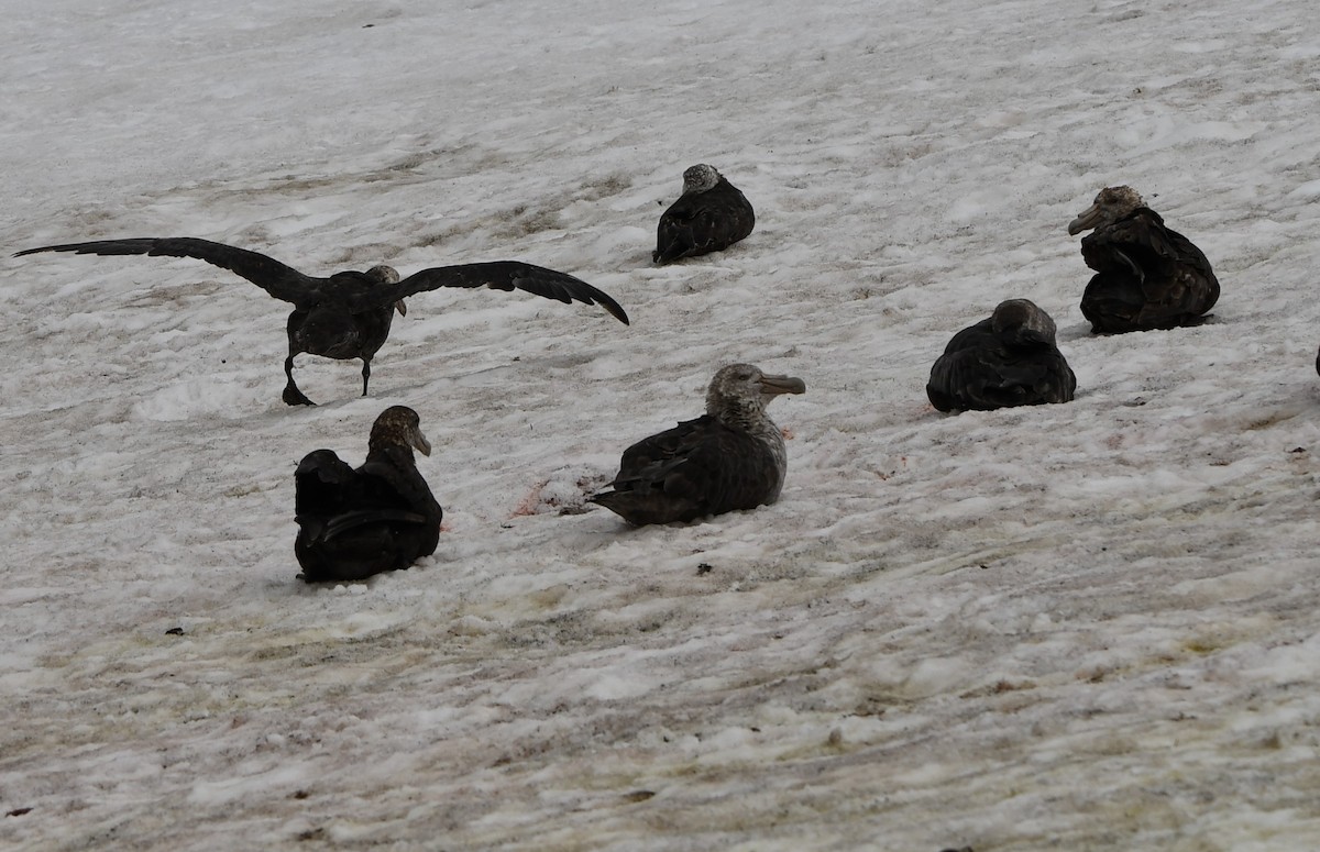 Southern Giant-Petrel - ML544531381