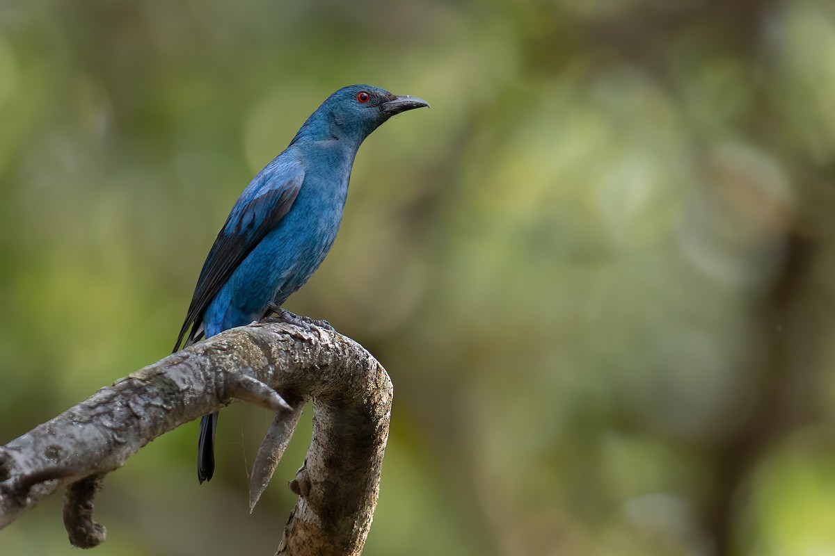Asian Fairy-bluebird - ML544531621