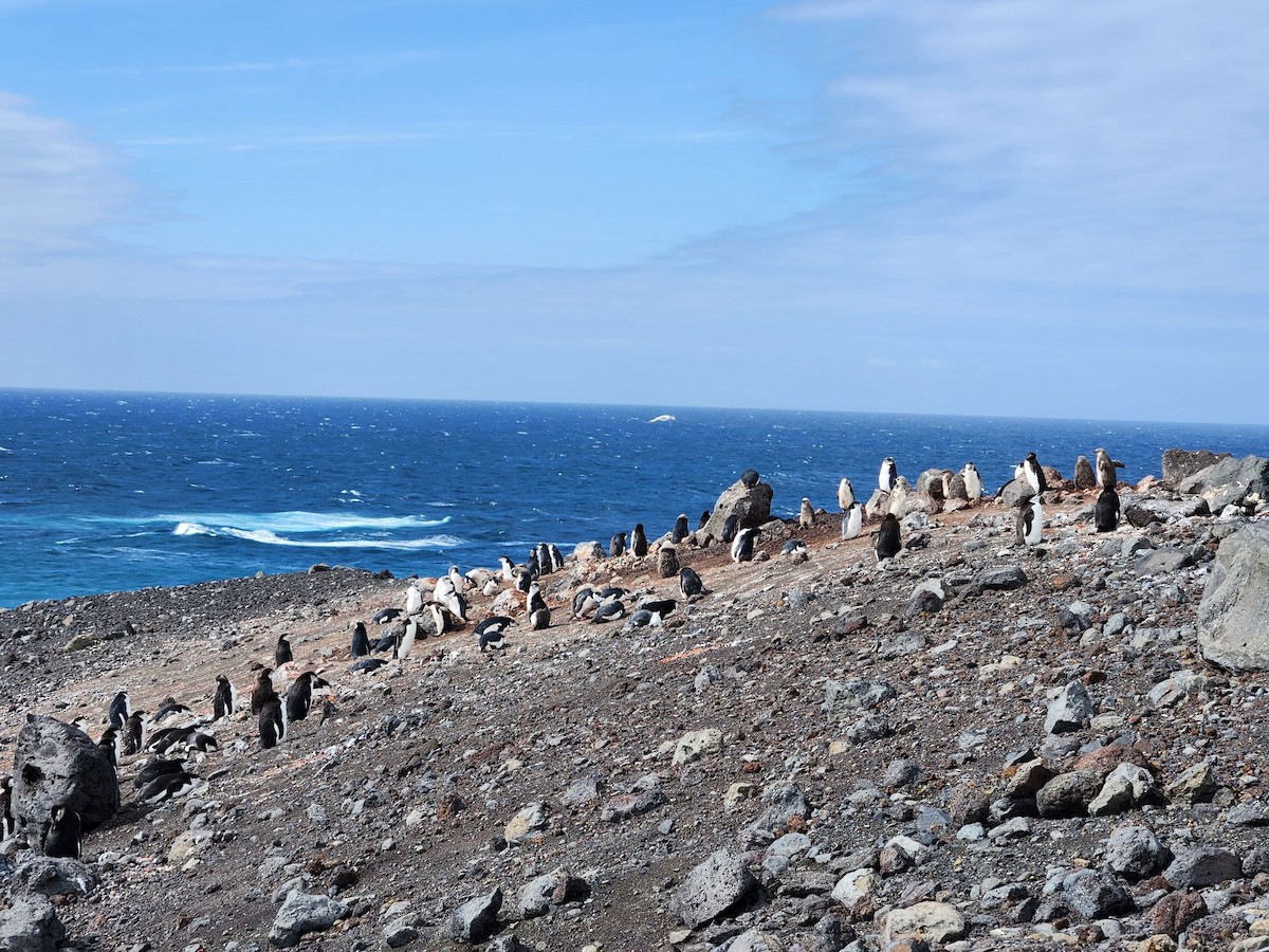 Chinstrap Penguin - ML544531721