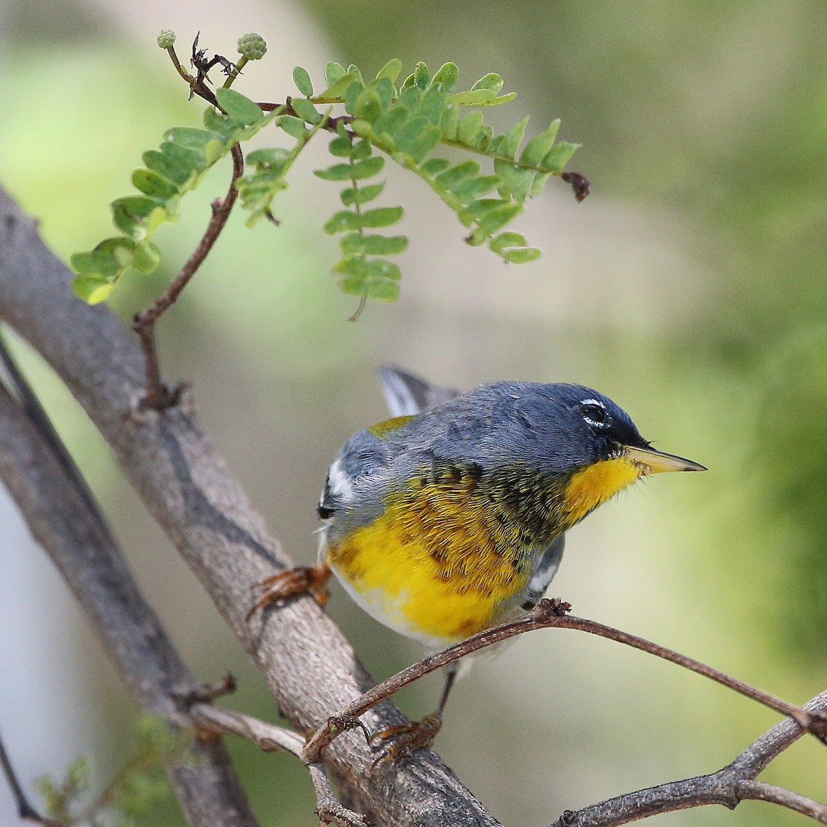 Northern Parula - ML54453191