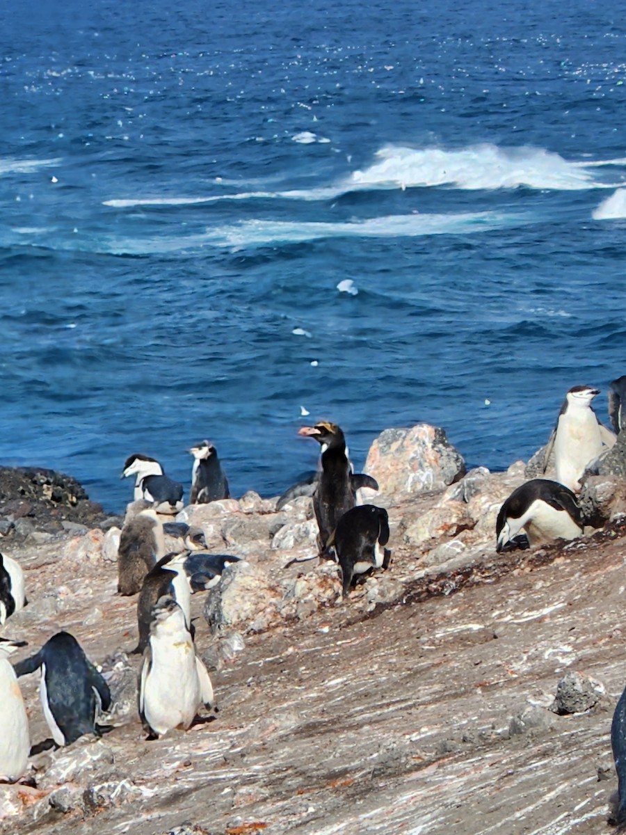 Macaroni Penguin - ML544532321