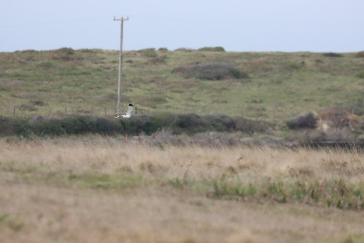 Northern Harrier - ML544532941