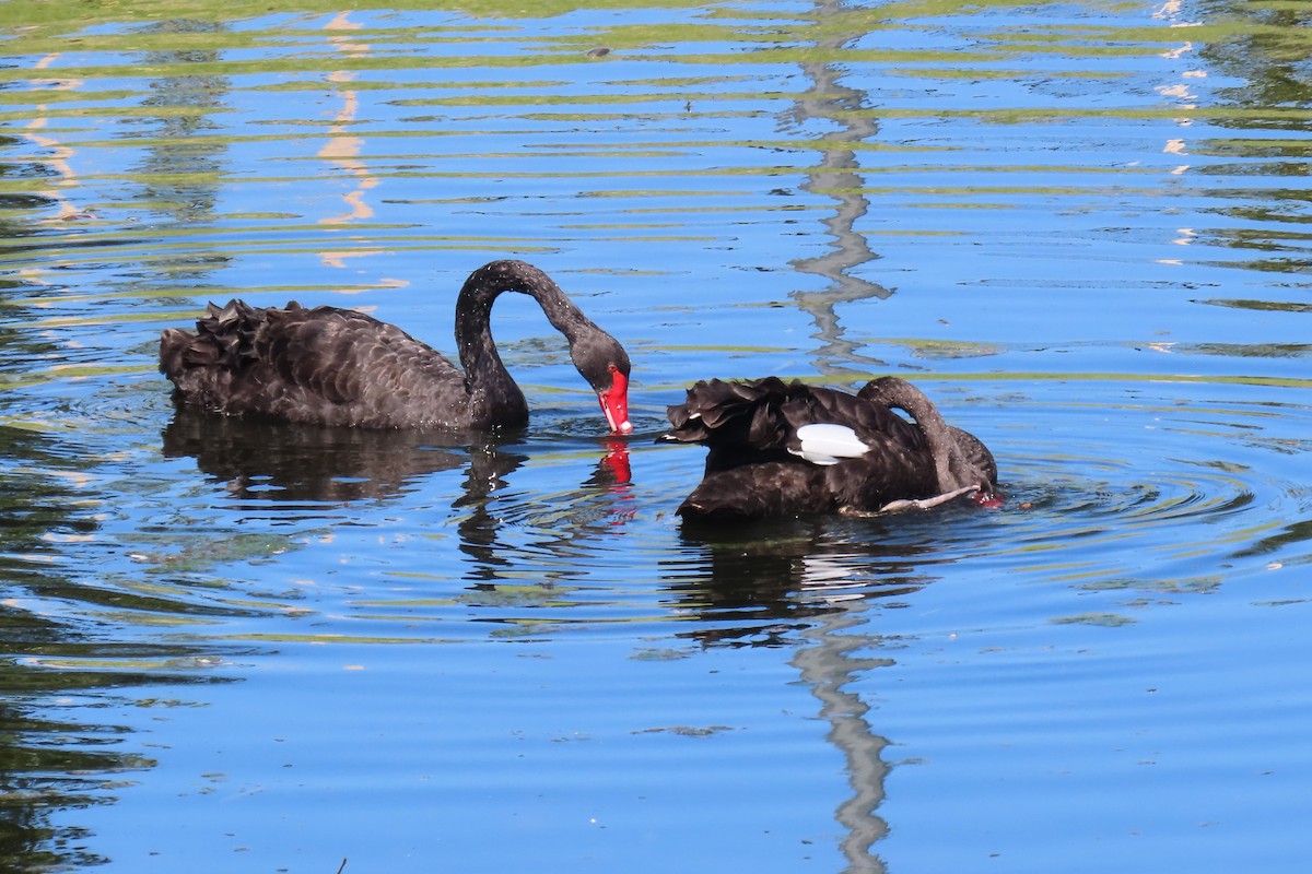 Black Swan - Deb & Rod R