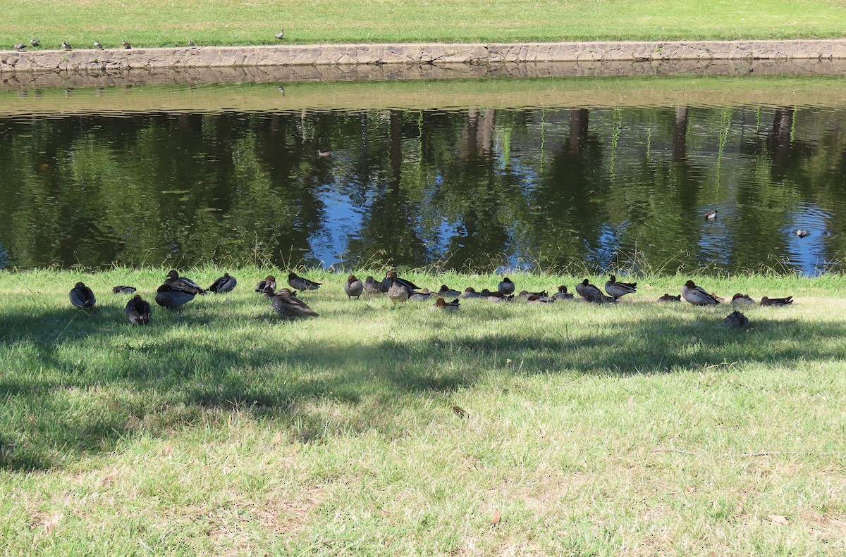 Canard à crinière - ML544533031