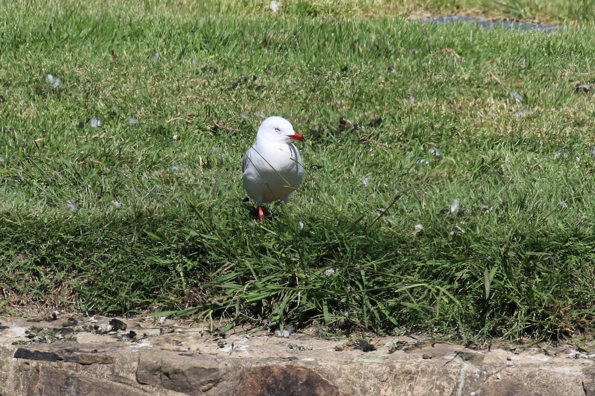 Gaviota Plateada - ML544533141