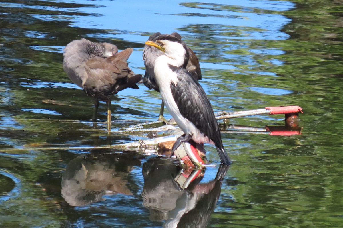 Little Pied Cormorant - ML544533161