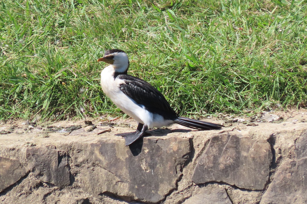 Little Pied Cormorant - ML544533171