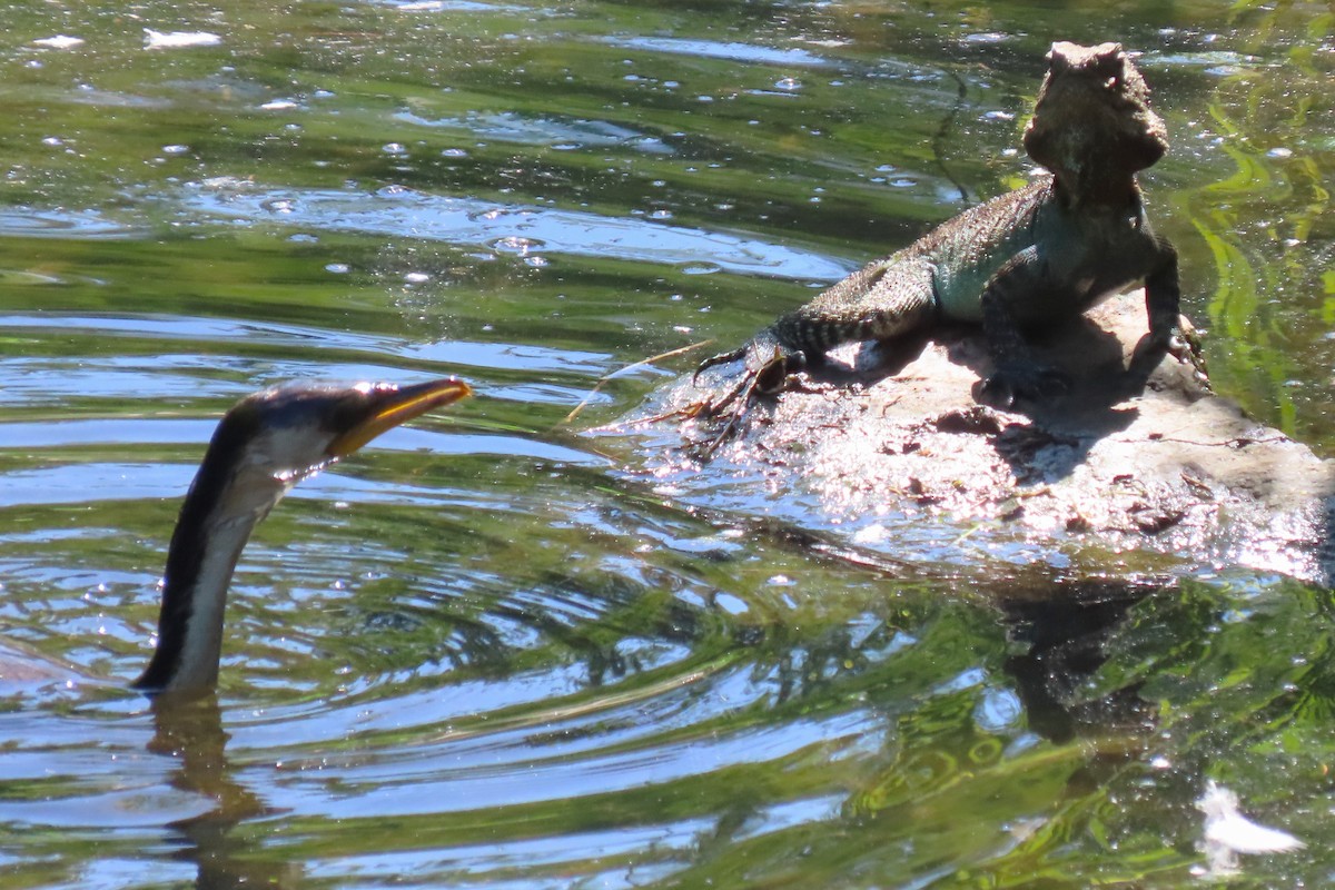 Little Pied Cormorant - Deb & Rod R