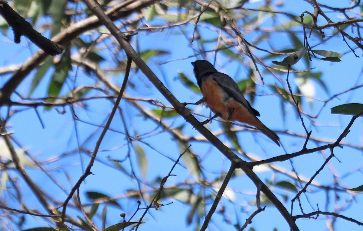 Rufous Whistler - Ricardo Santamaria