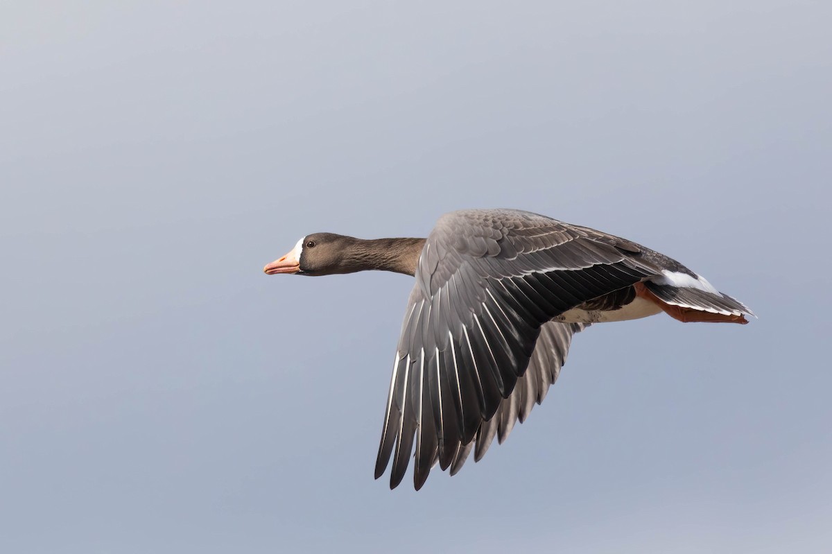 Greater White-fronted Goose - ML544535011