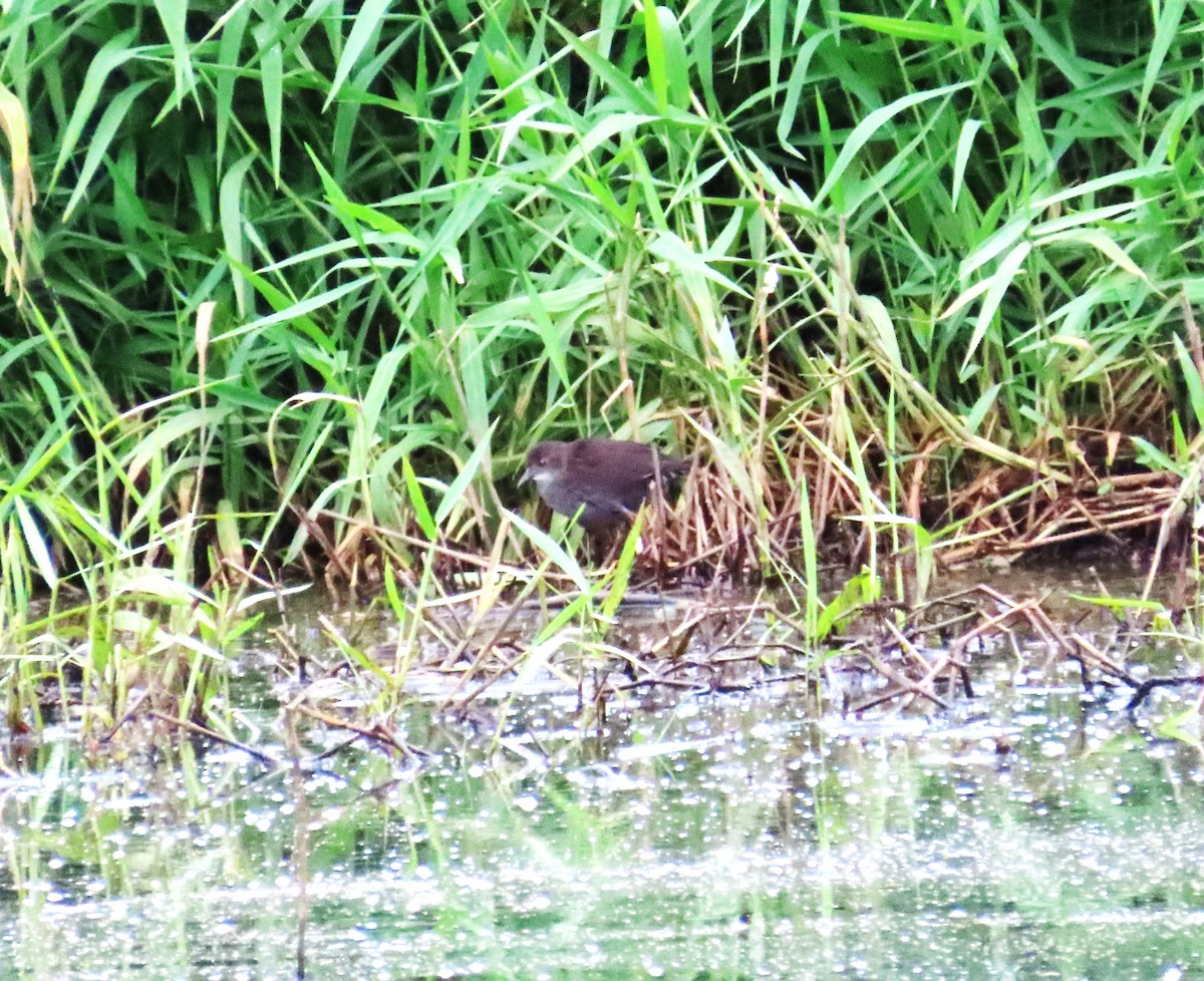 Spotless Crake - ML544535151