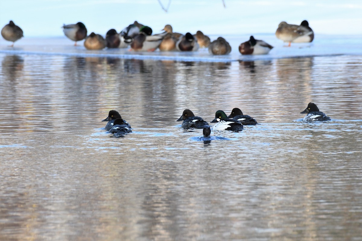 Common Goldeneye - ML544535821