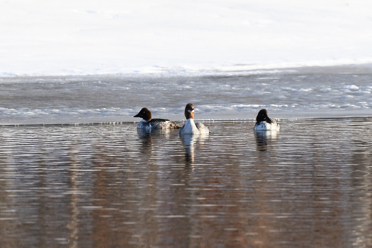 Common Goldeneye - ML544535851