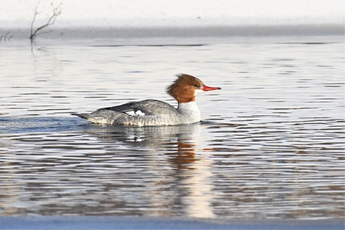 Common Merganser - ML544535951