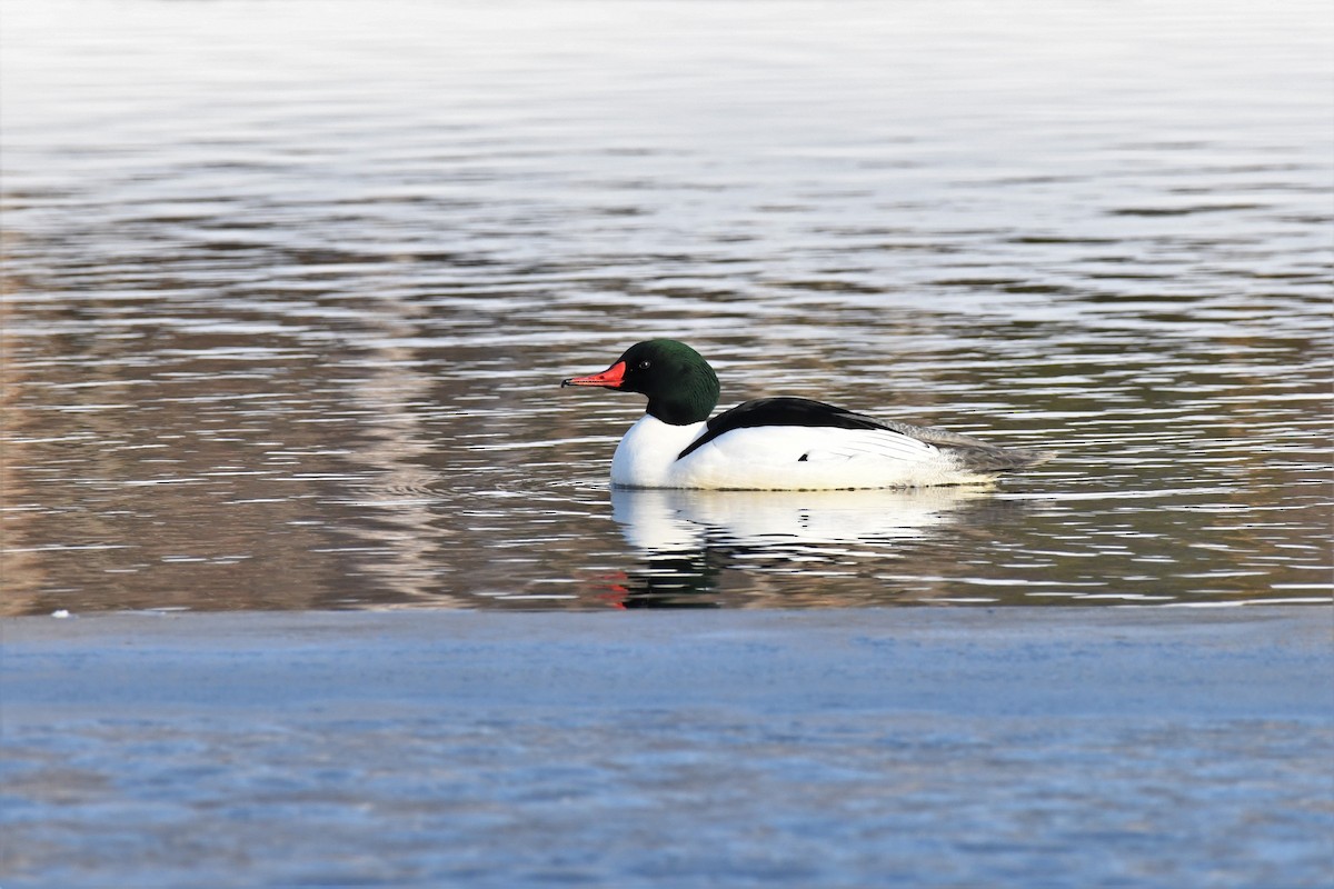 Common Merganser - ML544535961