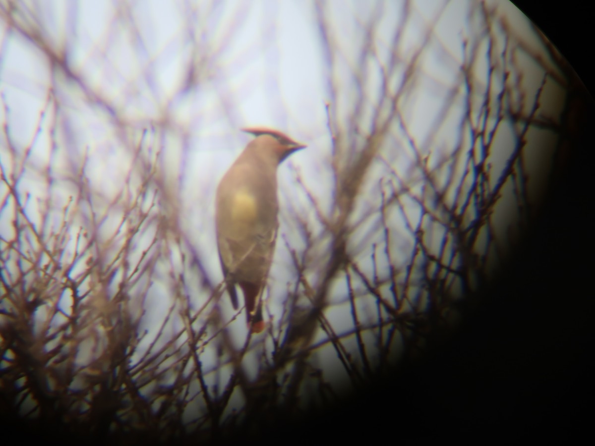 Japanese Waxwing - ML544538971