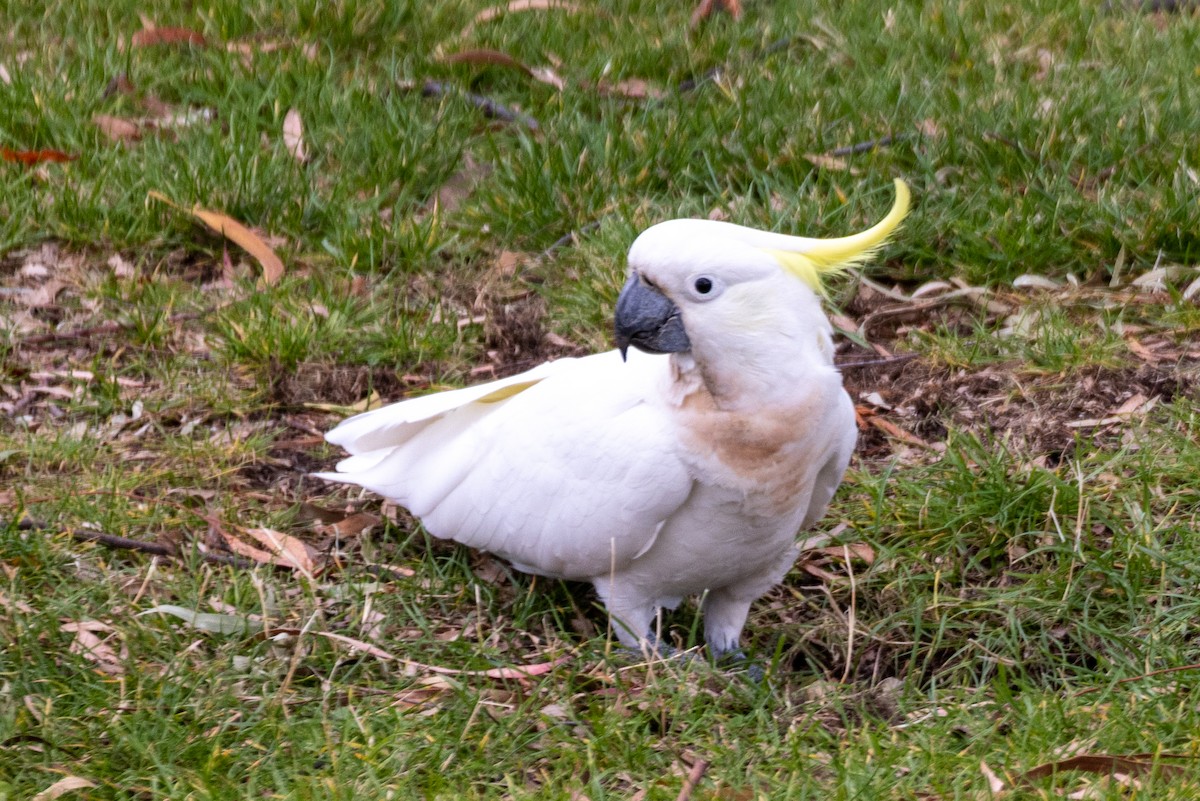 Sulphur-crested Cockatoo - ML544539811