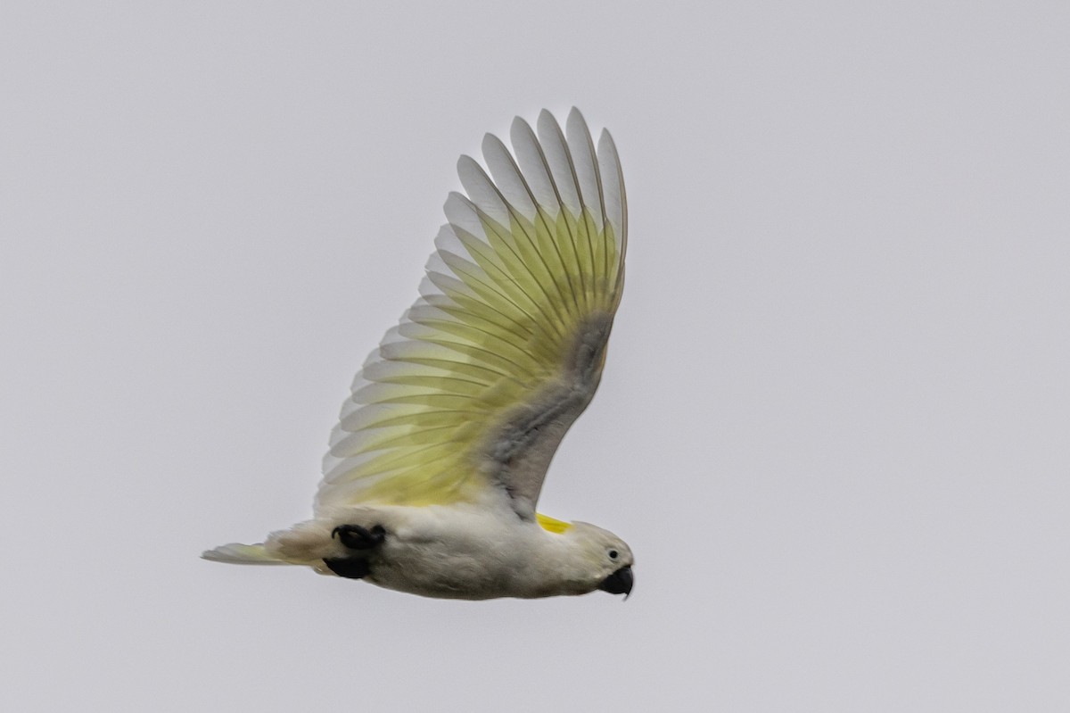 Sulphur-crested Cockatoo - ML544539821
