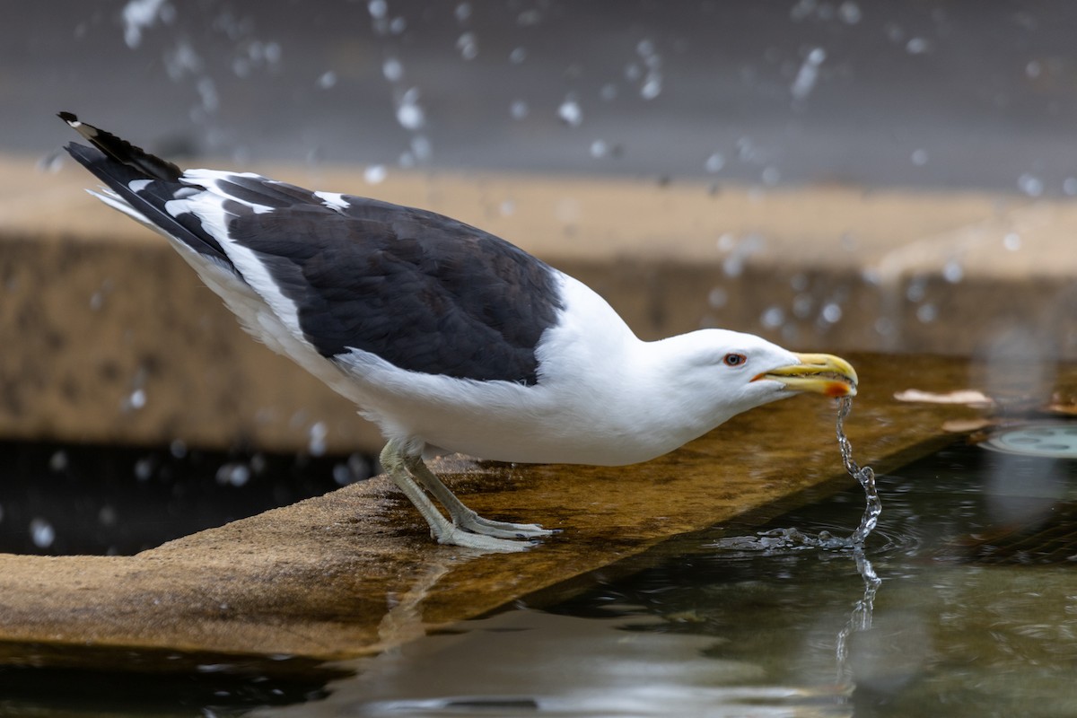 Kelp Gull - ML544539881