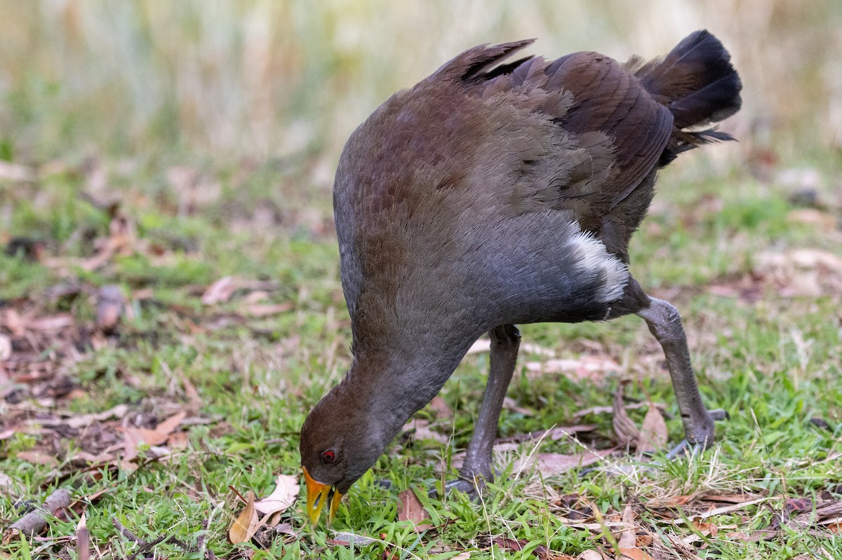 Tasmanian Nativehen - ML544539961