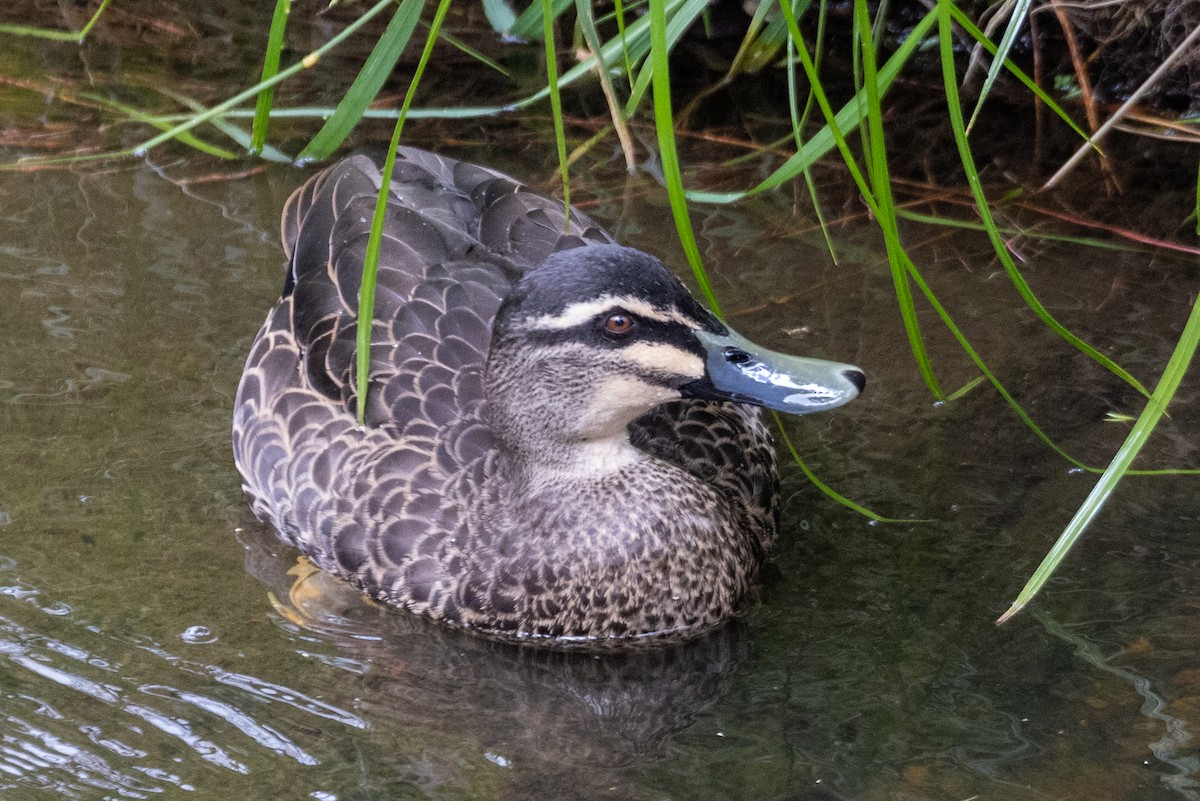 Pacific Black Duck - ML544540001