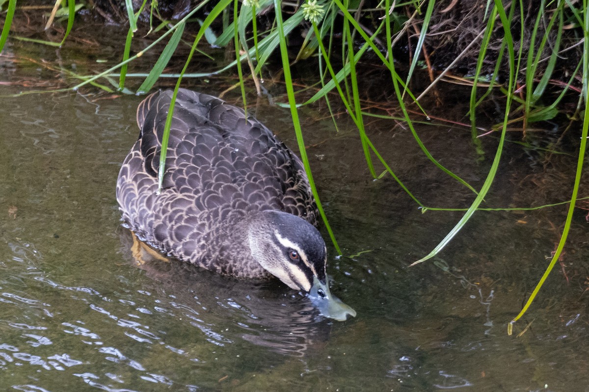Pacific Black Duck - ML544540011