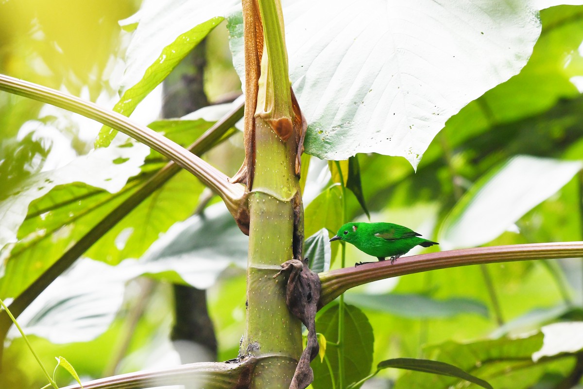 Glistening-green Tanager - ML544540151