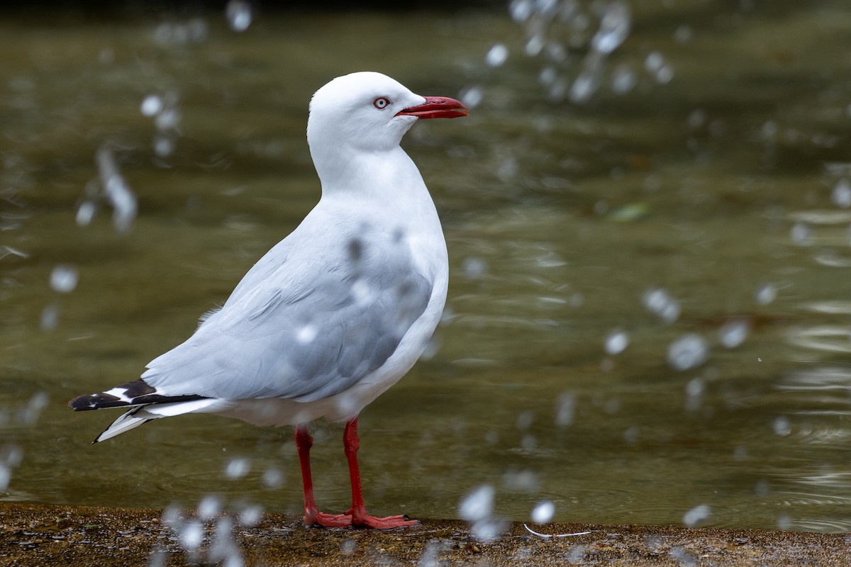 Silver Gull - ML544540161