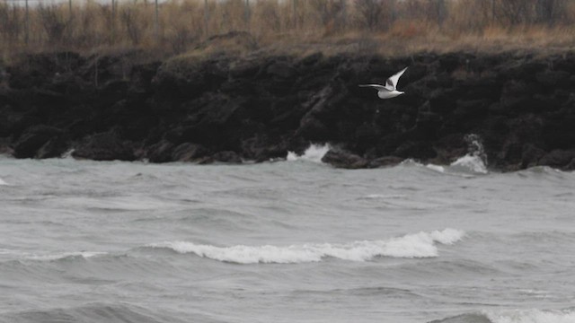 Mouette rosée - ML544540391