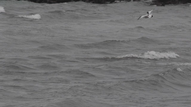 Ross's Gull - ML544540401