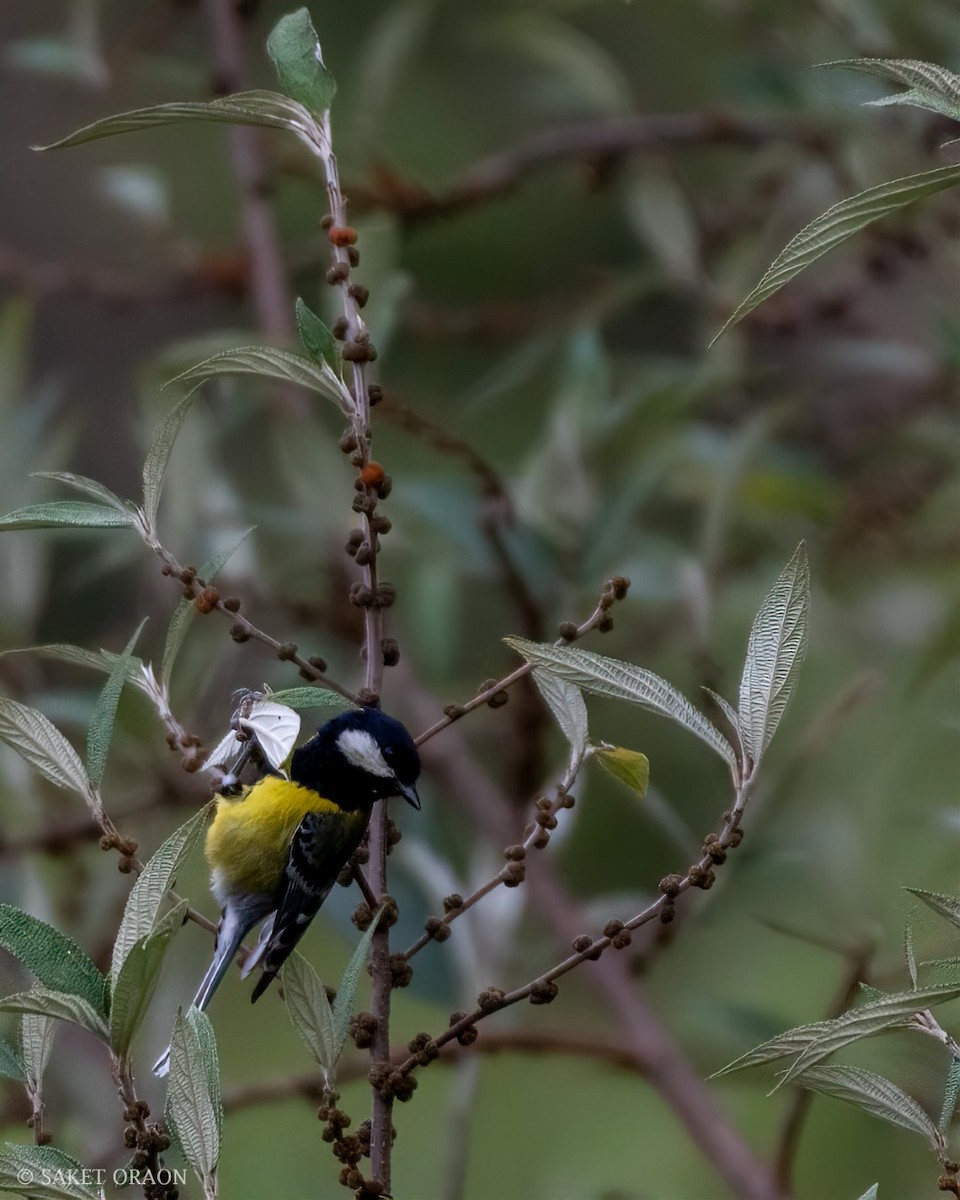 Green-backed Tit - ML544542261