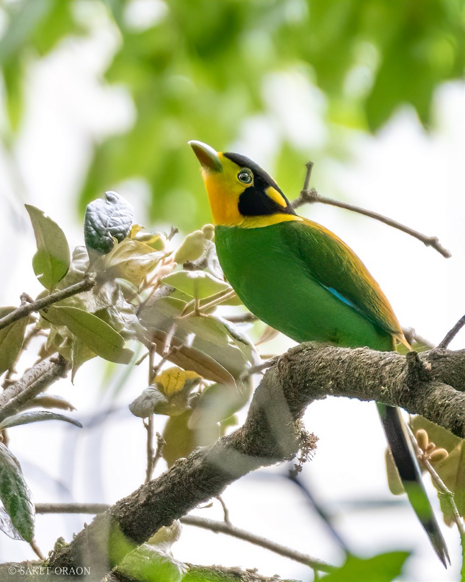 Long-tailed Broadbill - ML544542391