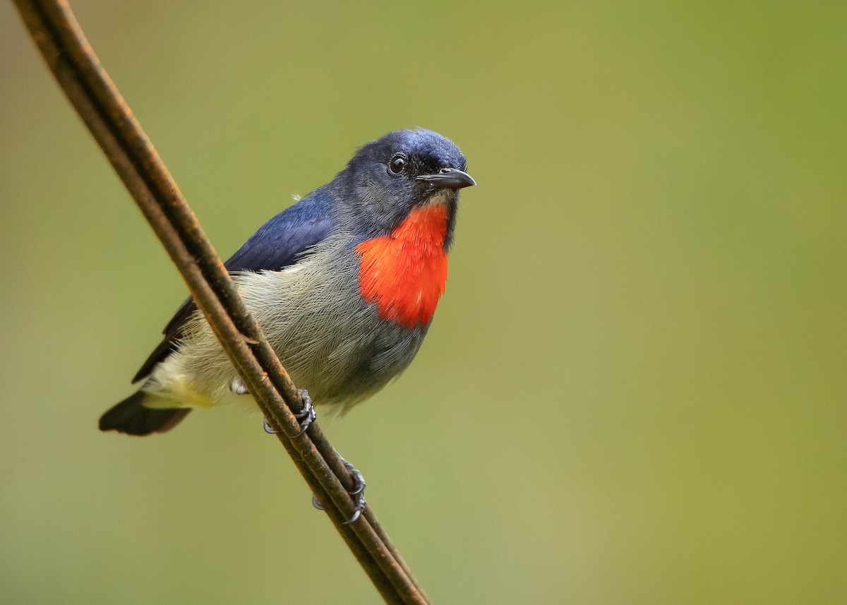 Black-sided Flowerpecker - ML544542621