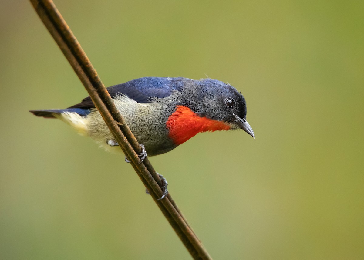 Black-sided Flowerpecker - ML544542631