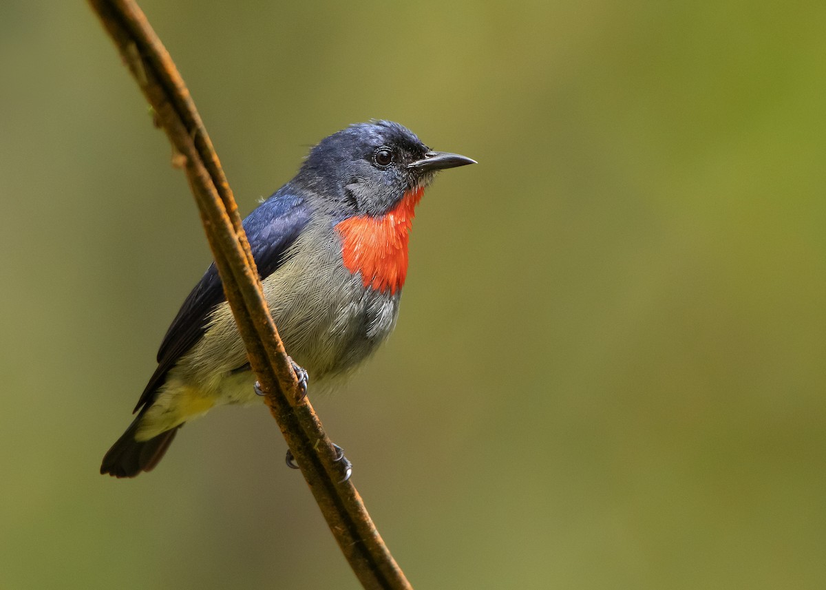 Black-sided Flowerpecker - ML544542641