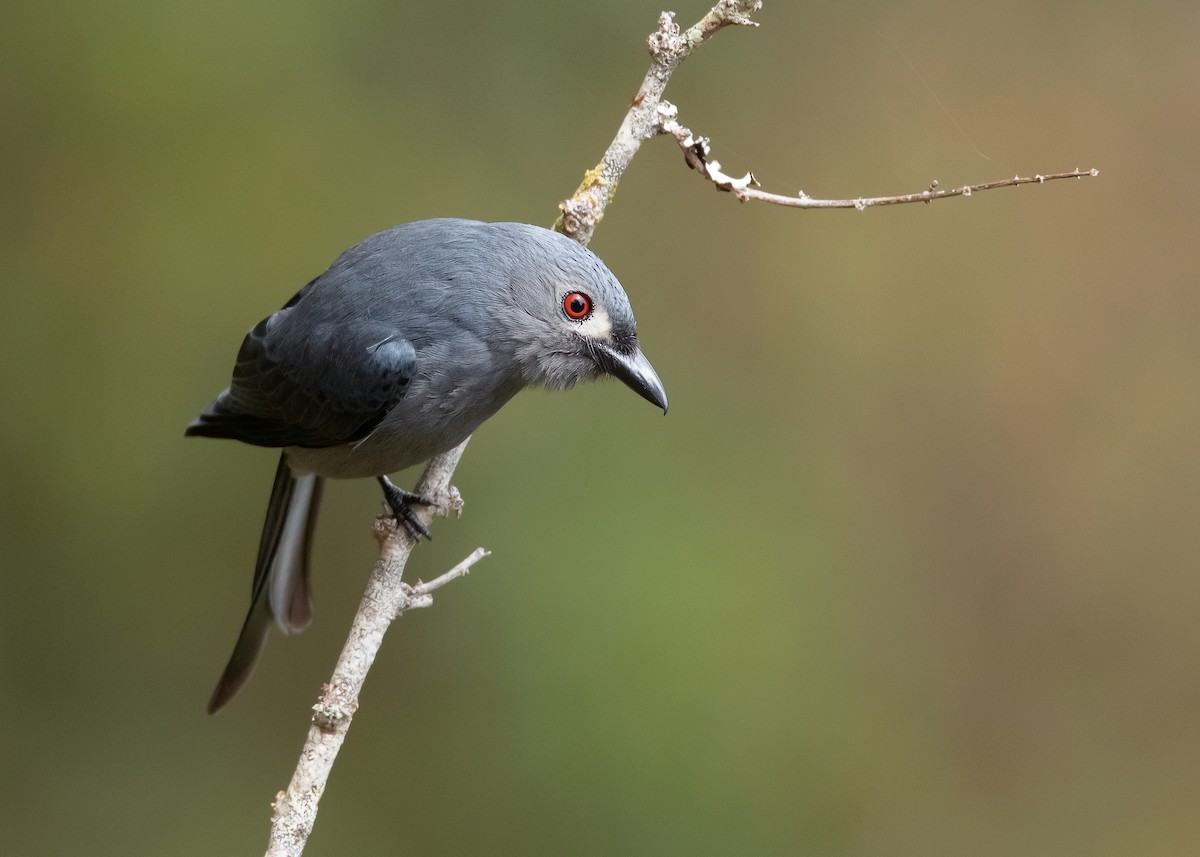 Ashy Drongo (Bornean) - ML544542701