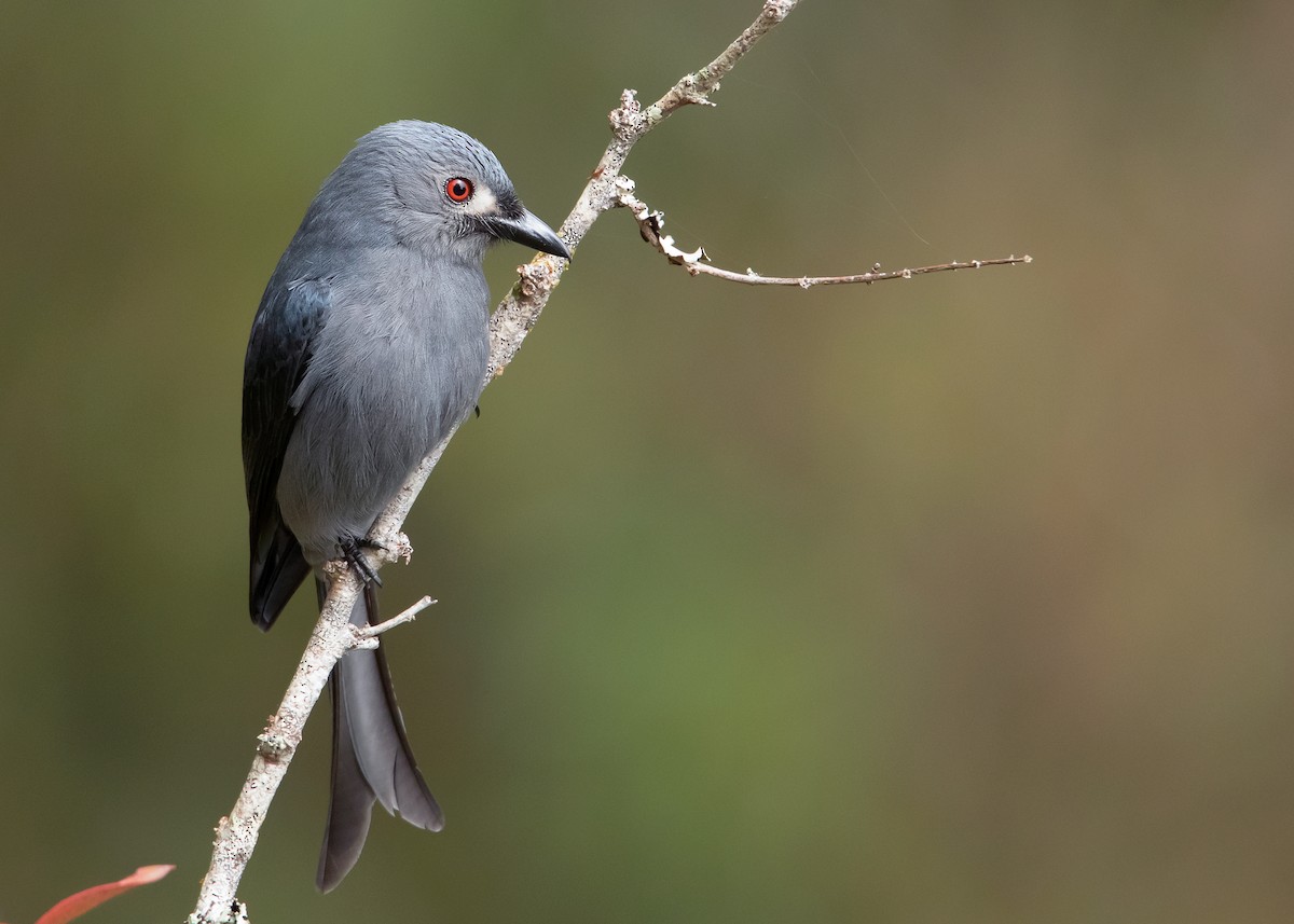 Ashy Drongo (Bornean) - ML544542711