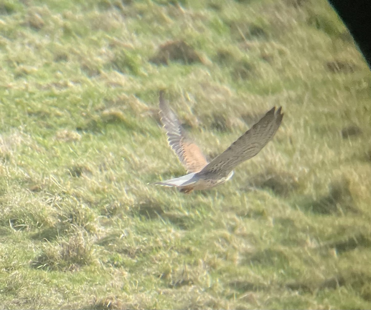 Eurasian Kestrel - Simon Bernard