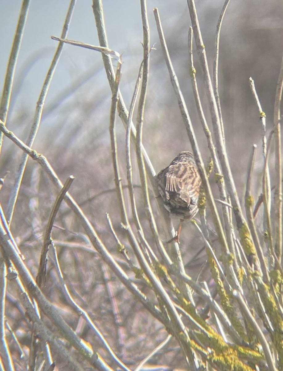 Dunnock - ML544543051